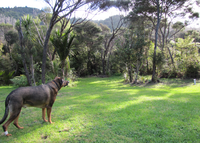  at 68 Kitewaho Road, Swanson, Auckland
