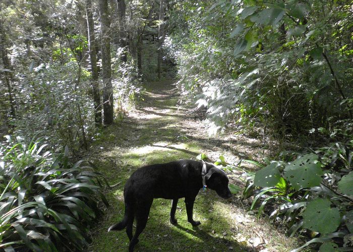  at 467C Pahi Road, Pahi, Paparoa
