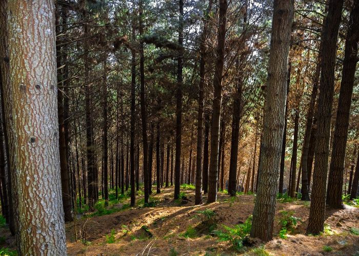  at Pine Farm 65, Hangaroa, Gisborne, Gisborne