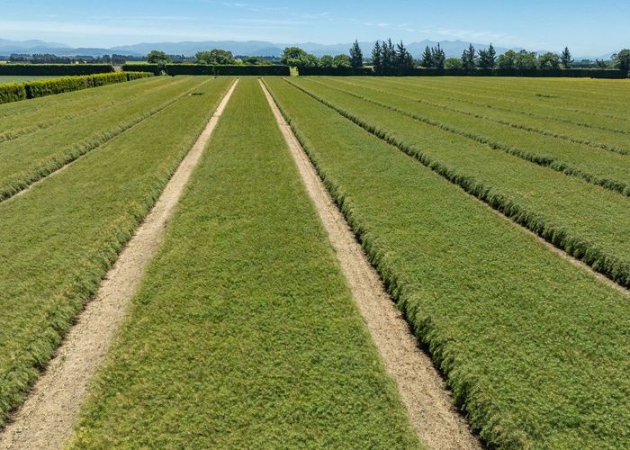  at 499 Ridgens Road, Charing Cross, Selwyn, Canterbury