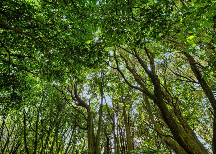  at Lot 3 6A Waiata Road, Te Puna, Western Bay Of Plenty, Bay Of Plenty