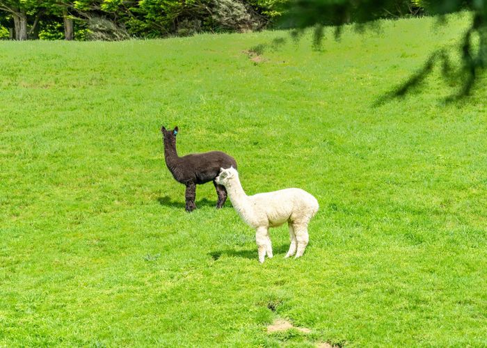  at 20 Coroglen Rise, Plimmerton, Porirua, Wellington