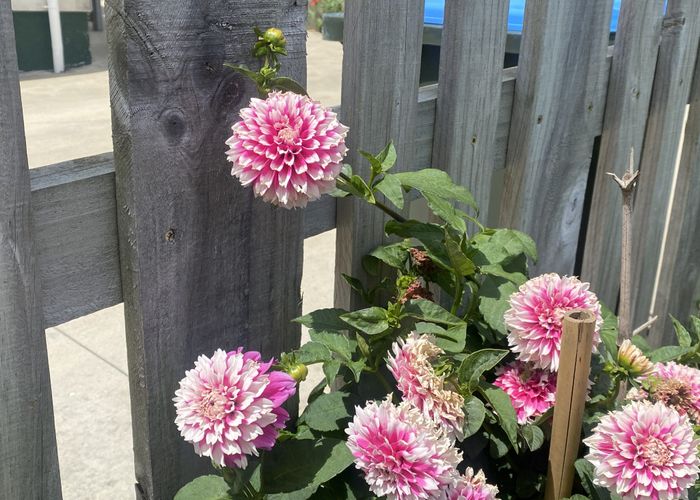  at 34 Preston Avenue, Mount Albert, Auckland City, Auckland