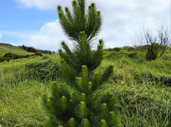  at Fisher-Riley Forest, Kaitaia, Far North, Northland