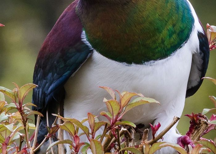  at 8 Harrison Place, Kumara Junction, Westland, West Coast