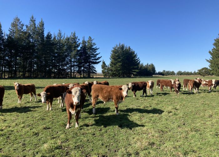  at Caldwell Road, Ongaonga, Central Hawke's Bay, Hawke's Bay