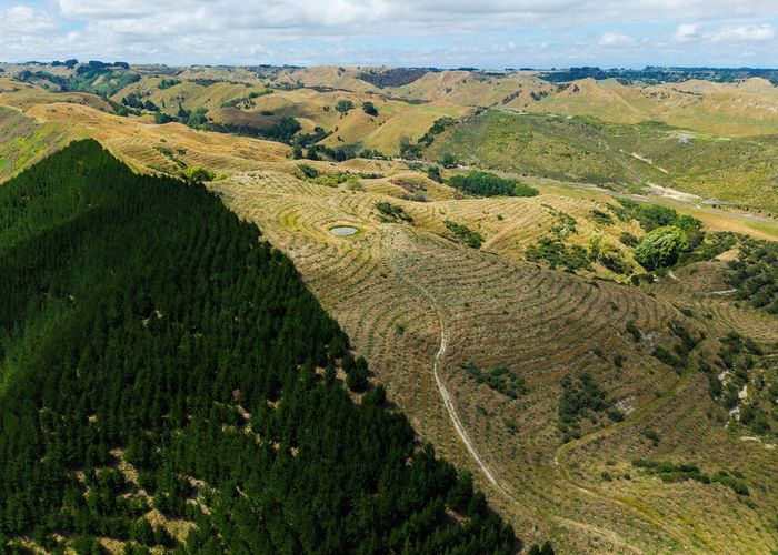  at Turakina Forest, Turakina, Rangitikei, Manawatu / Whanganui