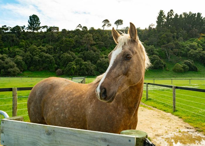  at 51 Manukawiri Way, Greytown