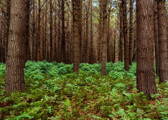  at Glencroft Forests 1, 2 & 3, Brunswick, Whanganui, Manawatu / Whanganui
