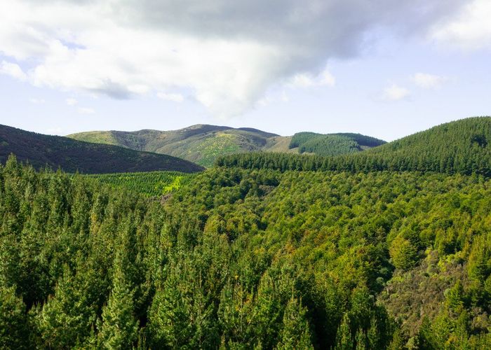  at Cranco Forest, Dannevirke, Tararua, Manawatu / Whanganui