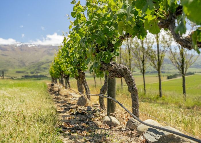  at 370 Bendigo Loop Road, Cromwell, Central Otago, Otago