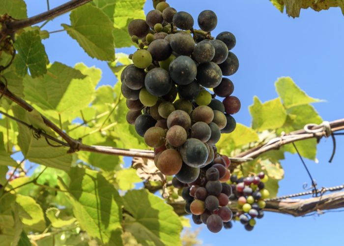  at 22 Hansard Place, Bethlehem, Tauranga, Bay Of Plenty