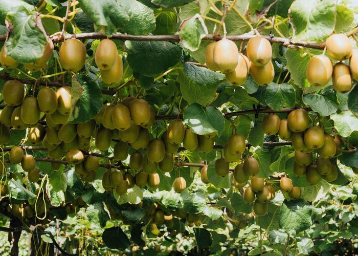  at 206 Awaiti South Road, Otakiri, Whakatane, Bay Of Plenty