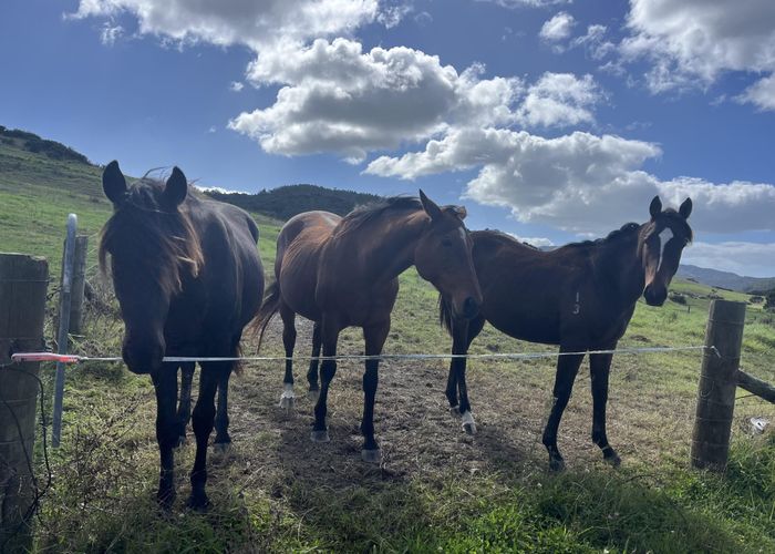  at Lot 3/353 Brown Road, Mangawhai, Kaipara, Northland