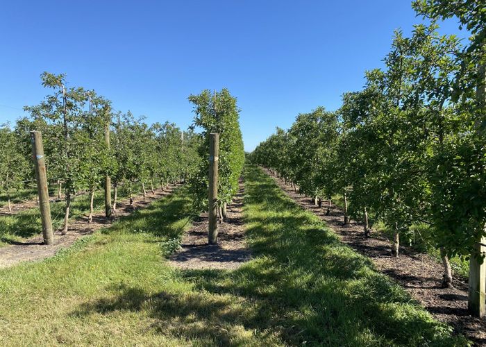  at Rakete Orchards LP, Hastings Central, Hastings, Hawke's Bay