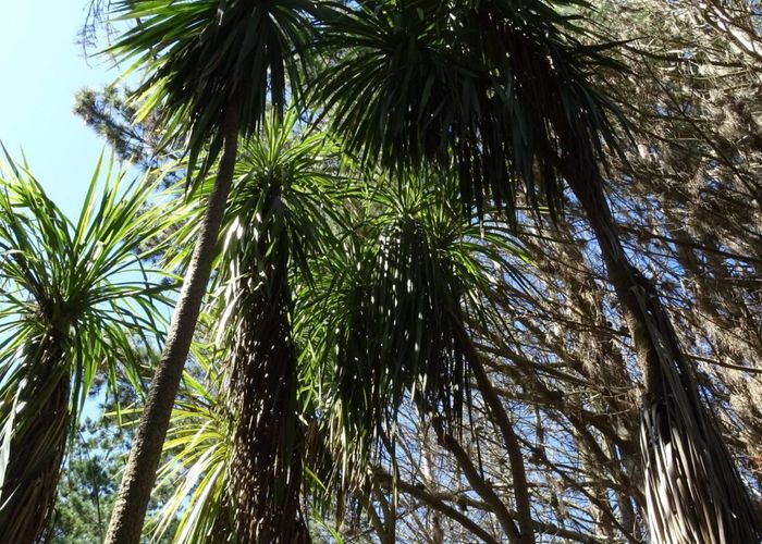  at 16 Waka Tete Place, Waitarere Beach, Horowhenua, Manawatu / Whanganui