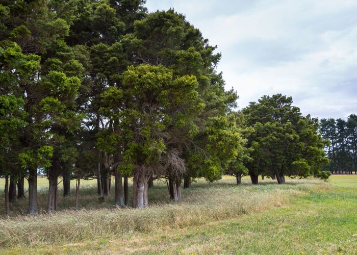  at 372 Wiltons Road, Carterton, Carterton, Wellington