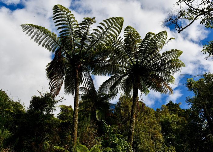  at 40Ha Block State Highway 67, Mokihinui, Buller, West Coast