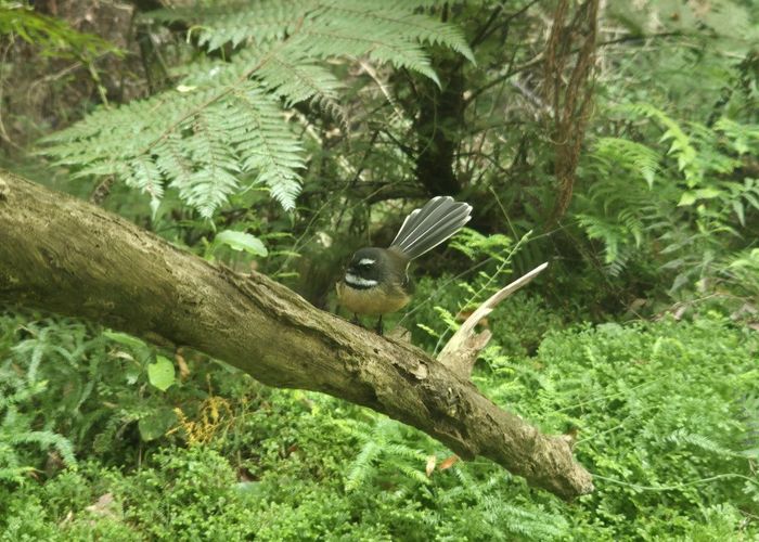  at 20 McLaren Falls Road, Lower Kaimai, Western Bay Of Plenty, Bay Of Plenty