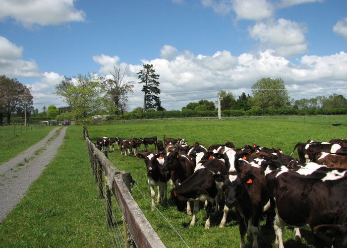  at 595A Tauranga Road, Te Poi, Matamata-Piako, Waikato