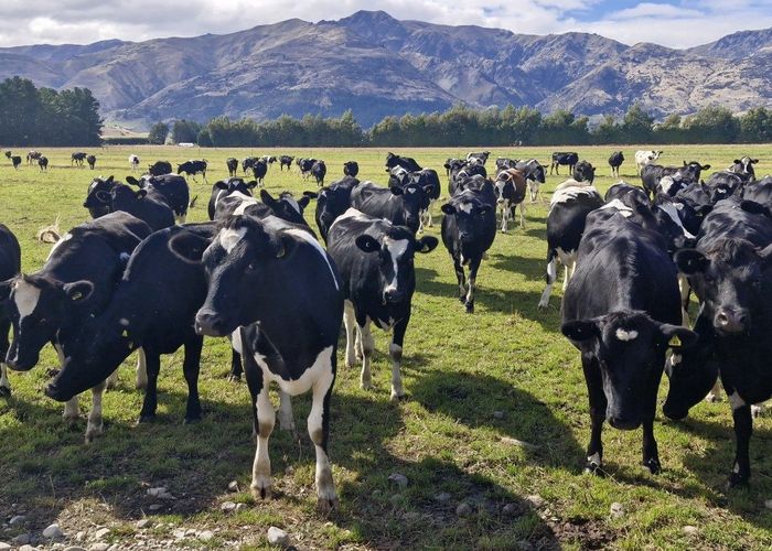  at 481 Camp Hill Road, Lake Hawea, Wanaka, Otago