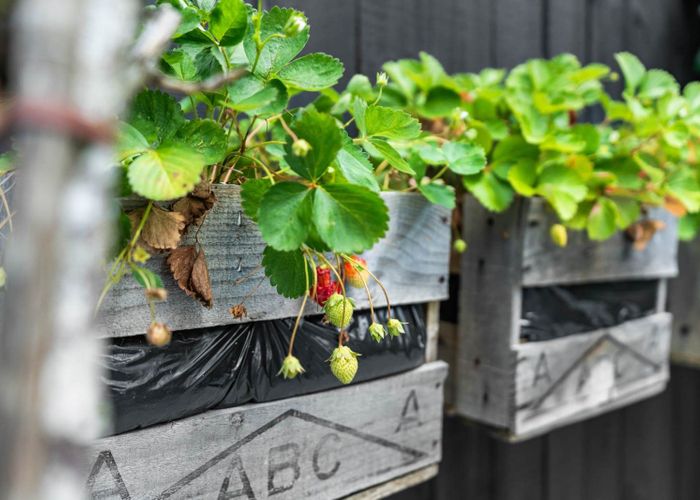  at 11 Alidade Place, Massey, Waitakere City, Auckland