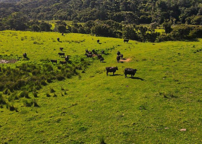  at 593 Port Charles Road, Port Charles, Thames-Coromandel, Waikato