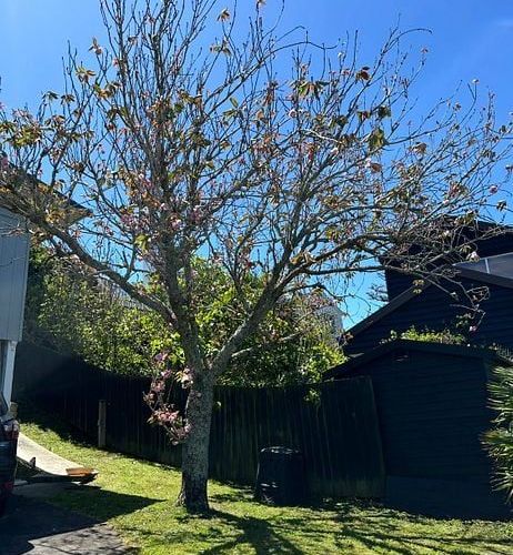  at 2/16 Buttle Street, Remuera, Auckland City, Auckland