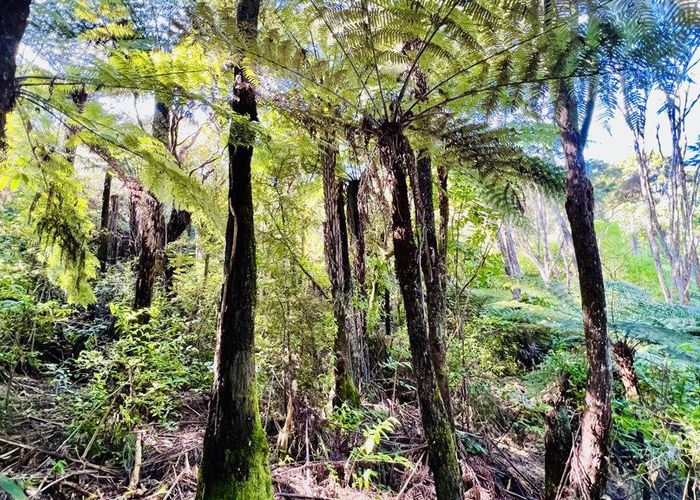  at 600 Buffalo  Road, Coromandel, Thames-Coromandel, Waikato