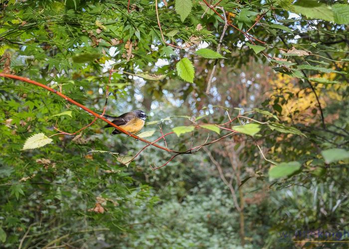  at 46 Balrudry Street, Avonhead, Christchurch