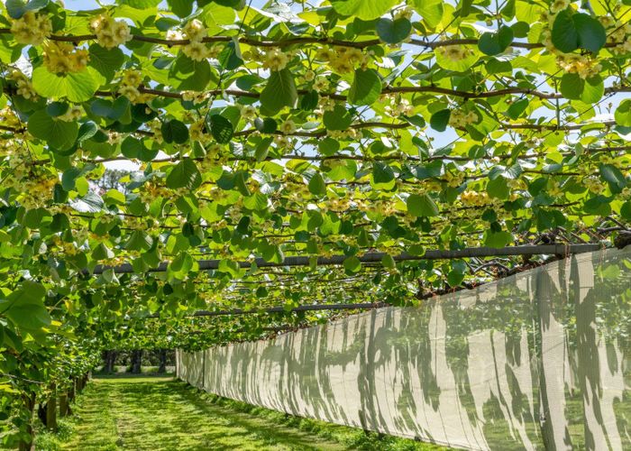  at 12 Sargent Drive, Whakamarama, Western Bay Of Plenty, Bay Of Plenty