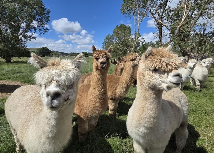  at 0 Grindon Street, RD3, Lawrence, Clutha, Otago