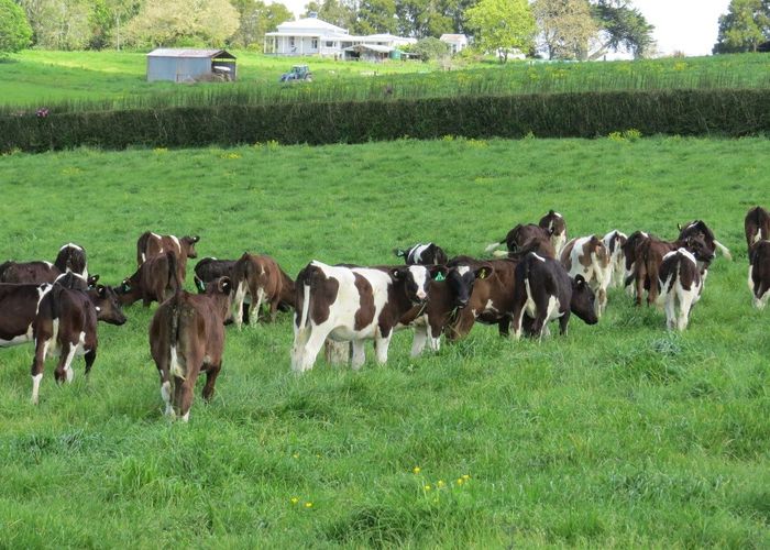  at 58 Ryburn Road, Ohaupo, Waipa, Waikato