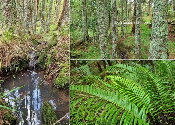 at 726 Paparoa Station Road, Maungaturoto, Maungaturoto