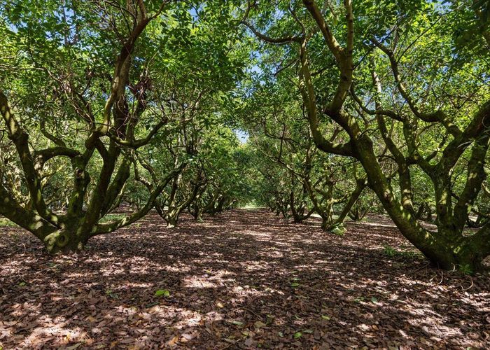  at 138 Te Puna Road, Te Puna, Western Bay Of Plenty, Bay Of Plenty
