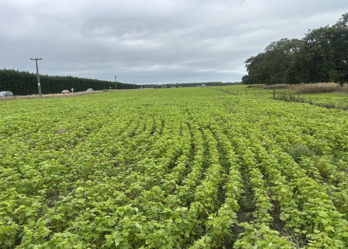  at Waimate Highway, Saint Andrews, Waimate, Canterbury