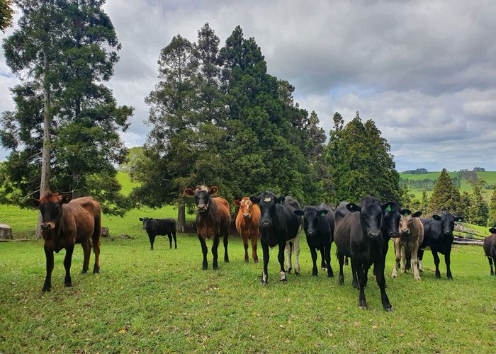  at 125C Hupara Road, Pakaraka, Far North, Northland