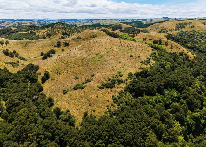  at Turakina Forest, Turakina, Rangitikei, Manawatu / Whanganui