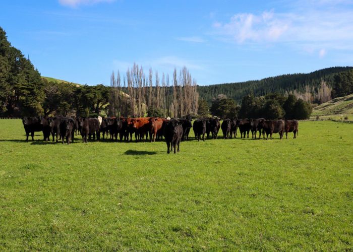  at 98 Millstream Road, Dannevirke, Tararua, Manawatu / Whanganui
