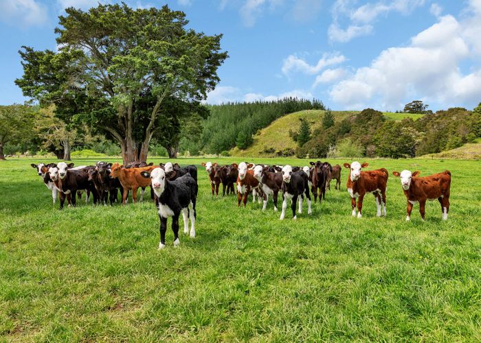  at 40 Cherry Road, Pipiwai, Whangarei, Northland