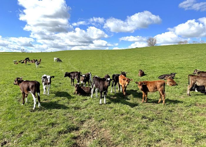  at 233B Kio Kio Station Road, Otorohanga, Otorohanga, Waikato