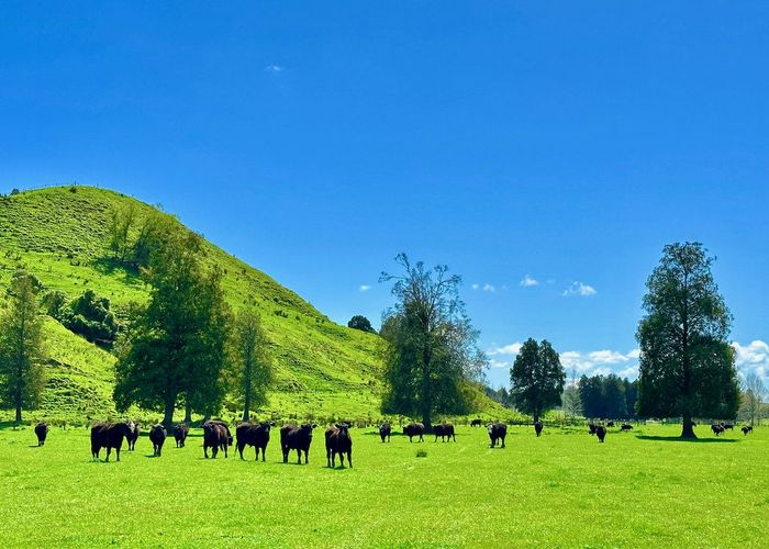 For sale 1719 Ohura Road, Te Kuiti, Waitomo, Waikato homes.co.nz