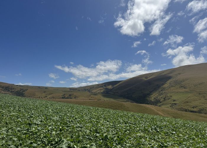  at 980 Moa Flat Road, Moa Flat, Central Otago, Otago