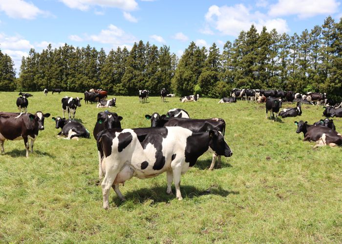  at 172 Radnor Road, Midhurst, Stratford, Taranaki