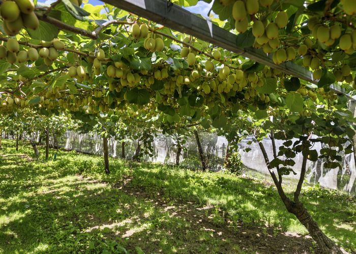  at 43 Jensen Road, Omanawa, Western Bay Of Plenty, Bay Of Plenty