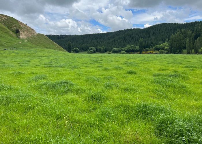  at 8401 Route 52, Dannevirke, Tararua, Manawatu / Whanganui