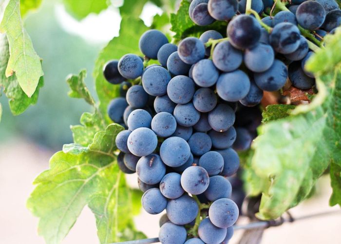  at Waimauku, Rodney, Auckland