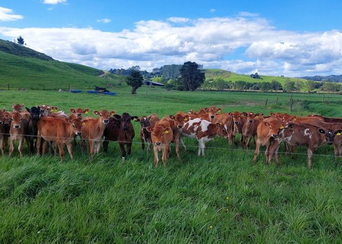  at 0 Crows Nest Road, Hukerenui, Whangarei, Northland