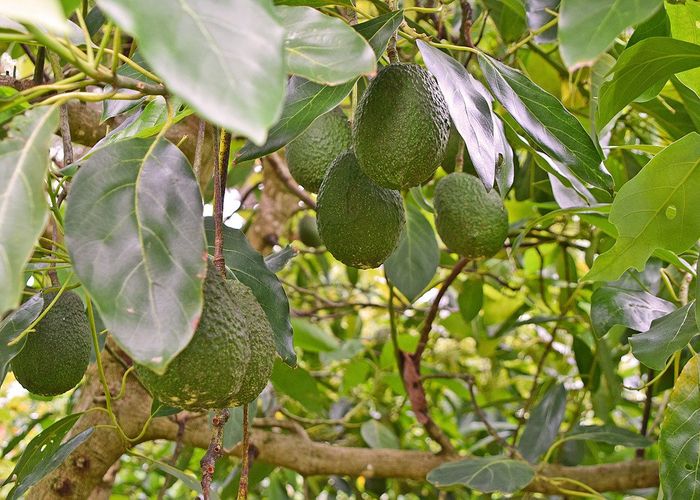 For sale Journeys End, Tapora, Rodney, Auckland homes.co.nz