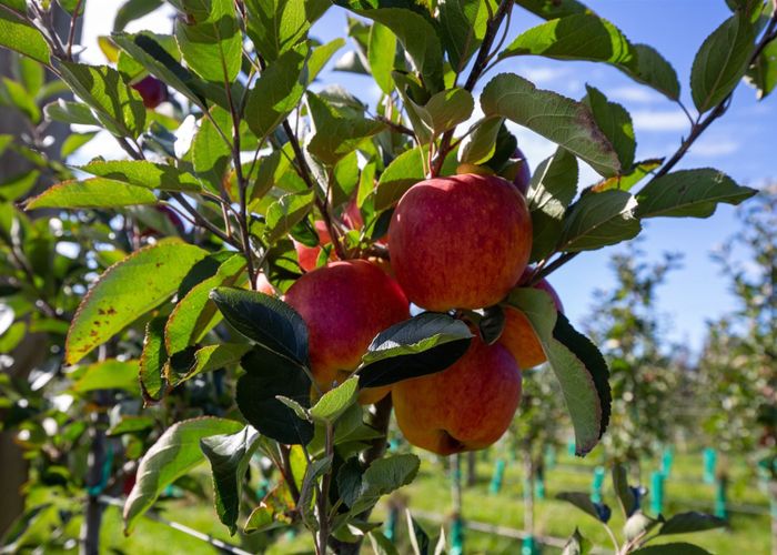  at 85 Brooklyn Valley Road, Riwaka, Tasman, Nelson / Tasman